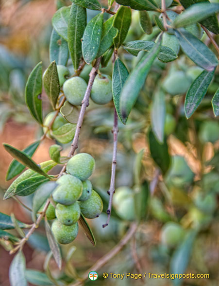 Beautiful plump olives