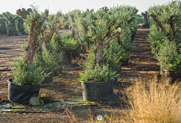 Pots of old olive trees for sale