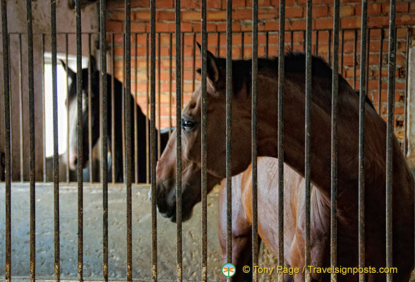 Resident horses at the Hacienda Los Miradores