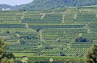The Wachau Valley's famous vineyards