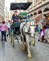 Horse and carriage ride down Rue de l'Etuve on a horse and carriage