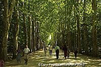 This plane tree-lined avenue leads to the elegant Chateau de Chenonceau  [Chateaux Country - Loire - France]