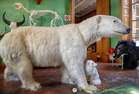 Deyrolle polar bears