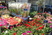 Beautiful flowers and pot plants at Marché Président Wilson 
