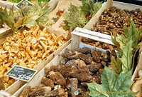 A variety of fresh mushrooms