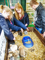 Guinea pigs, a favourite with the kids