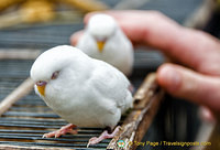 These white birds were so domesticated. They didn't have to be kept in cages.