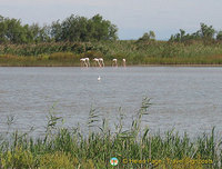 The Camargue - Provence, France