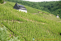 Moselle Valley vineyards