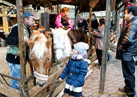 Pony rides at the Berlin Christmas market