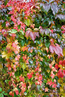 Colourful vine leaves