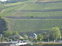 Assmannshausen, a famous red wine village