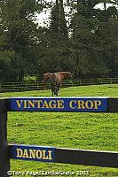 Vintage Crop and Danoli, two champion horses of The National Stud 