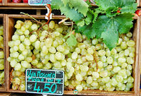 Moscato grapes from Puglia