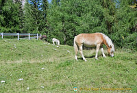 Some ponies at Passo Giau