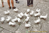 The very tame fantail doves are a part of the monastery
