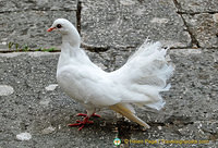 A beautiful fantailed dove