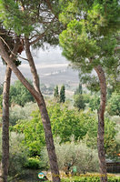 Trees in the Val d'Orcia