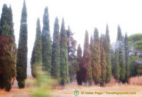 Typically Tuscan cypress trees