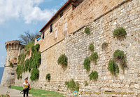 San Gimignano city wall, with caper plants, at Porta San Giovanni