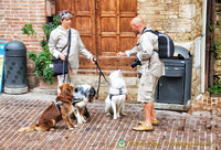 Meeting of the dogs in San Gimignano