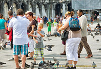 Pigeons in San Marco - a tourist attraction