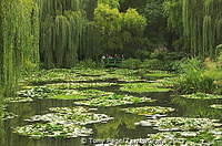 The famous Waterlily Pond and Japanese Bridge at Monet's house and garden at Giverny