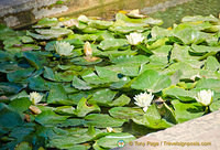 Palacio del Partal: Lily pond