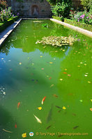 Palacio del Partal: Fish swimming in the pond