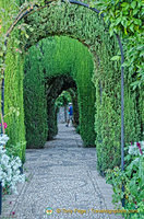 Generalife Gardens: Thick cypress hedges form the walls of the Lower Garden