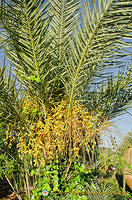 Palm dates