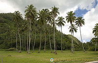 Most of these pix are in the district nearby to our beach hut
Moorea, Tahiti