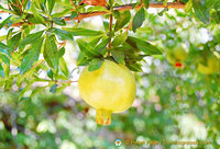 Pomegranite fruit