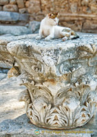 Cat enjoying ambience of Ephesus