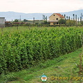 Albania