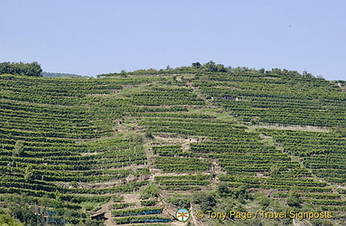 Vineyards of the Wachau Valley