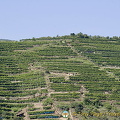 Vineyards of the Wachau Valley