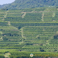 The Wachau Valley's famous vineyards