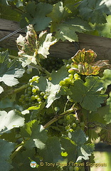 Dürnstein | Danube River cruise