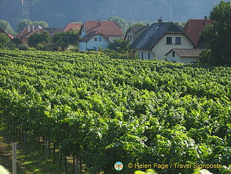 Austria grows some 36 varieties of wine 