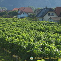 Austria grows some 36 varieties of wine 