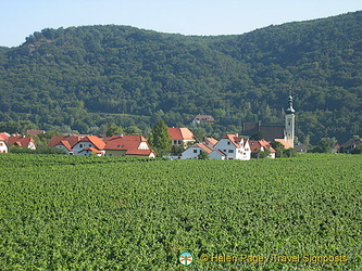 86% of wine grown in Austria are white 