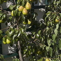 Pear tree in Mondsee