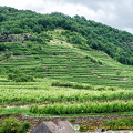 Terraced vineyards of Weissenkirchen