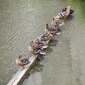 Ducks having a break