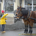 Hohenschwangau - Germany (2502 visite) I'd love to pat you, but .. I'd love to pat you, but I don't really know if I trust you with my hand... Hohenschwangau - Germany