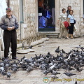 Pigeon feeding