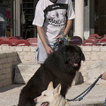Zadar - Croatia - Man and his best friends