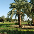 Aswan - Nile River - Egypt (1660bezoeken) Aswan - Nile River - Egypt Aswan - Nile River - Egypt