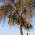 A lonely tree provides light relief from the sweltering heat.

[Unfinished Obelisk - Aswan - Egypt]
